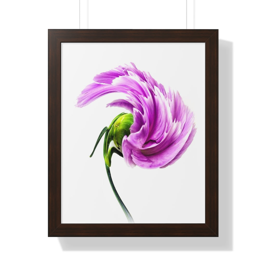 Carnation Curtsy Framed Poster